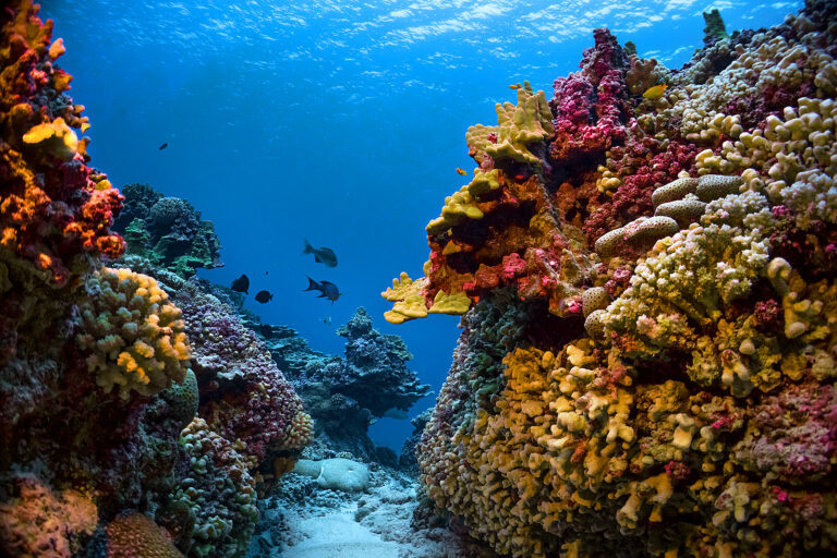 corals pitcairn island