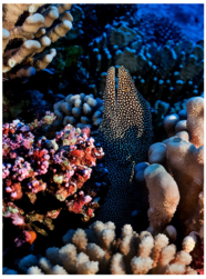an eel and corals on seabed