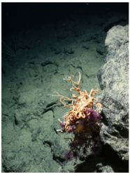seabed images