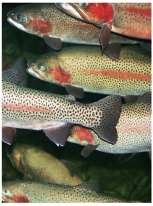 fish swimming underwater