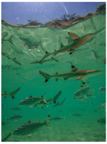 sharks swimming underwater