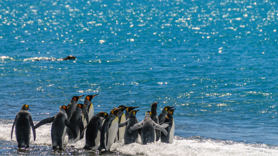King Penguins at South Georgia 