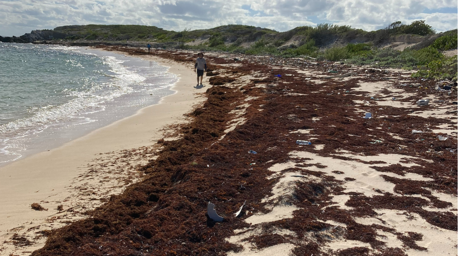 Sargassum influx on Turks & Caicos Islands beach