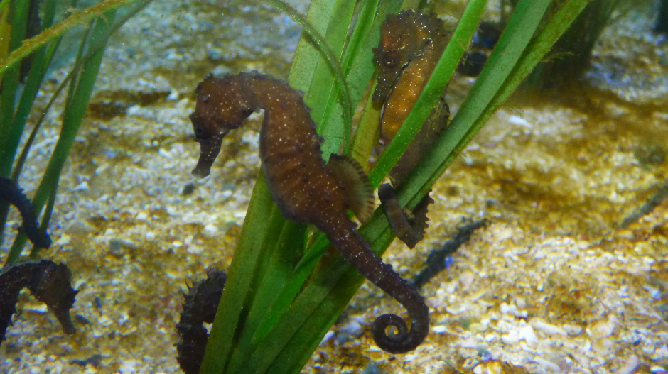 Long snouted seahorse