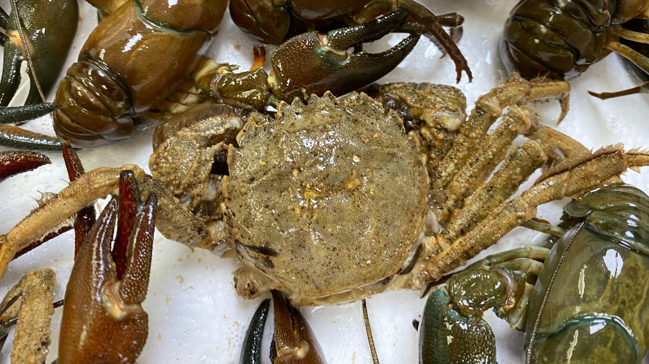 Mitten crab, an invasive species