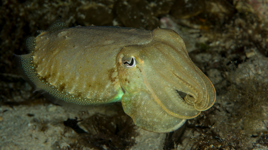 Cuttlefish