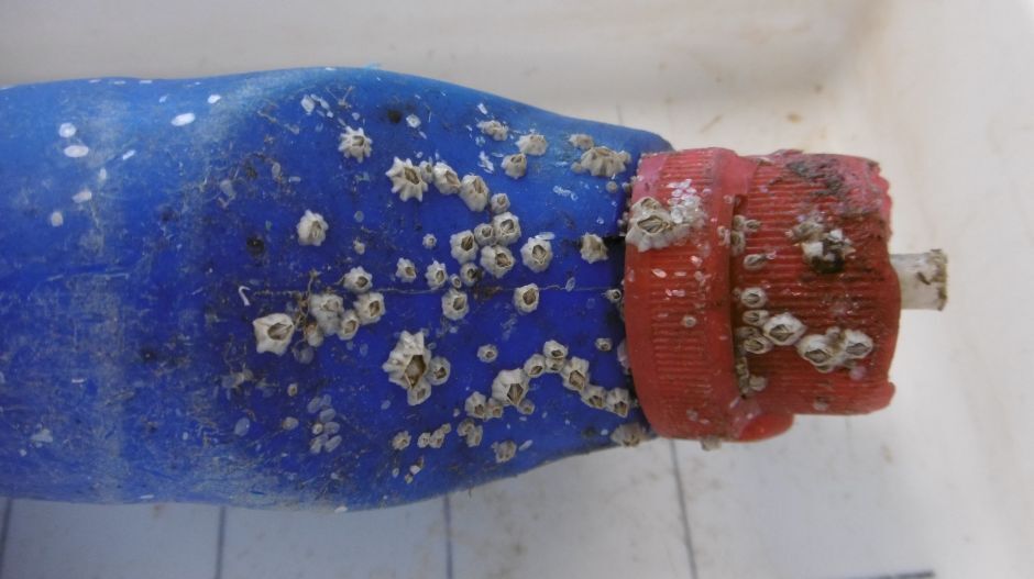 Plastic bottle from seabed covered with barnacles