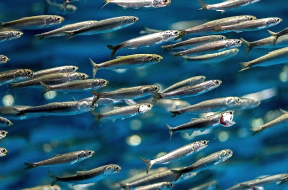 anchovies swimming