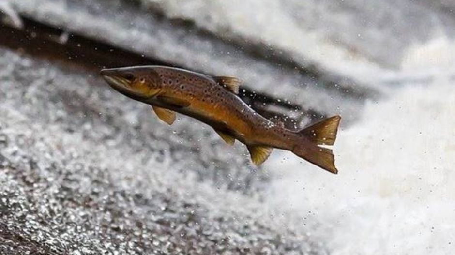 salmon leaping from water