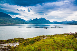 Salmon farming pens, Salmon Scotland