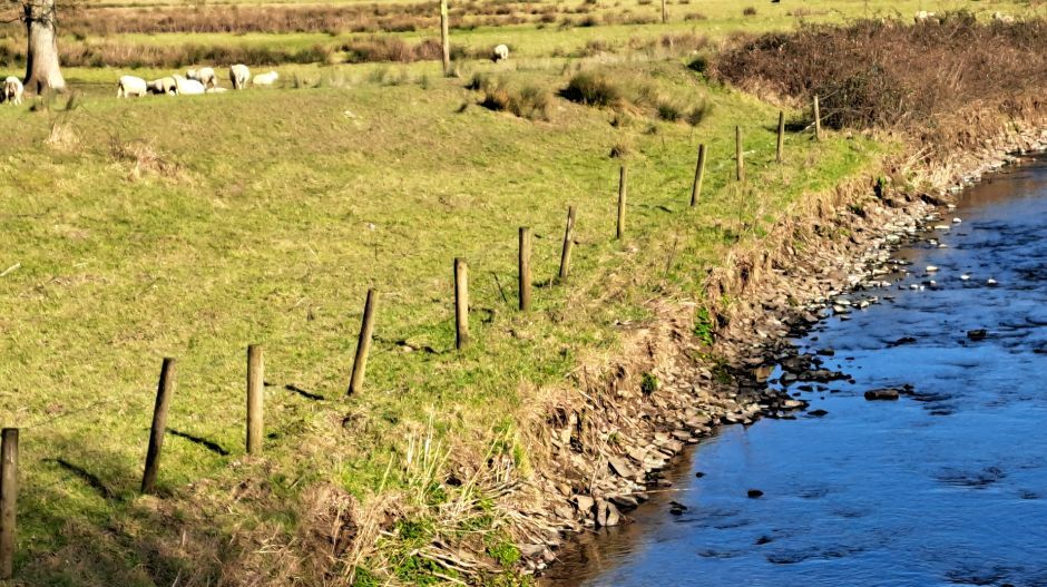 river and field with sheep in it