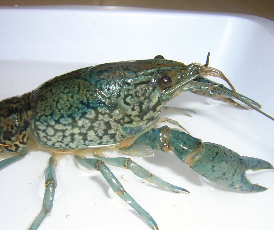 Marbled Crayfish 