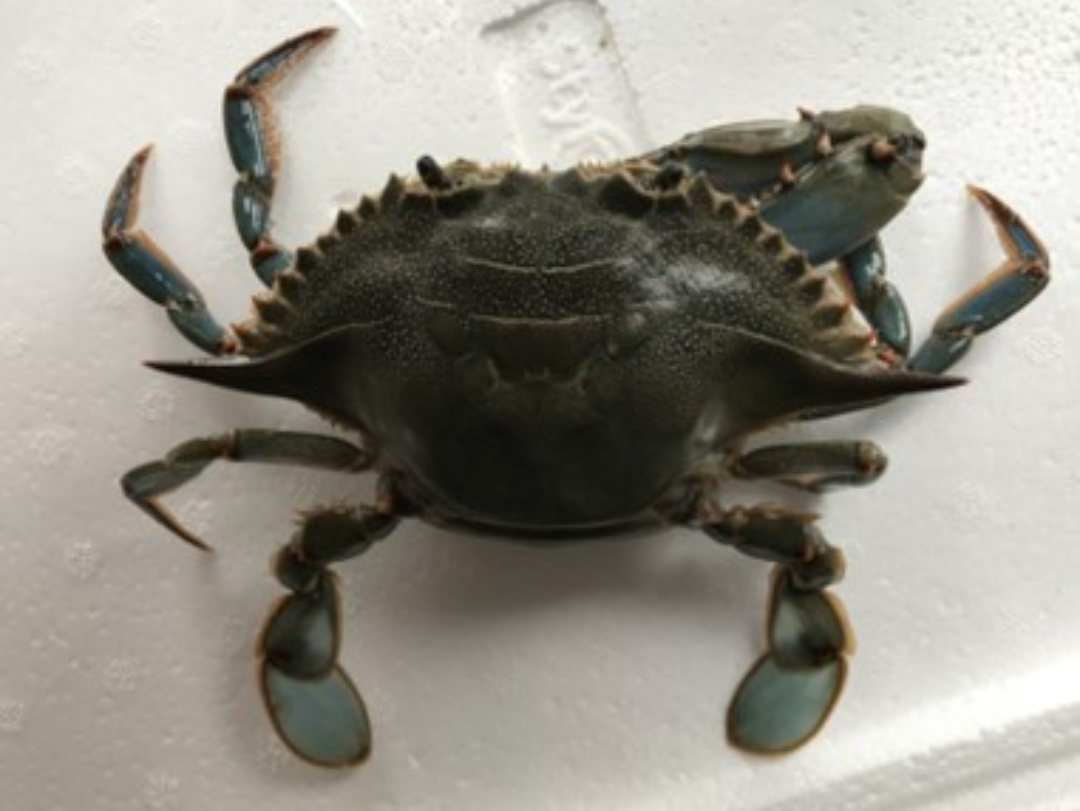 blue crab cropped edit AE