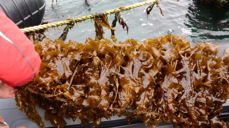 seaweed