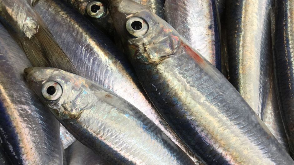 sprat