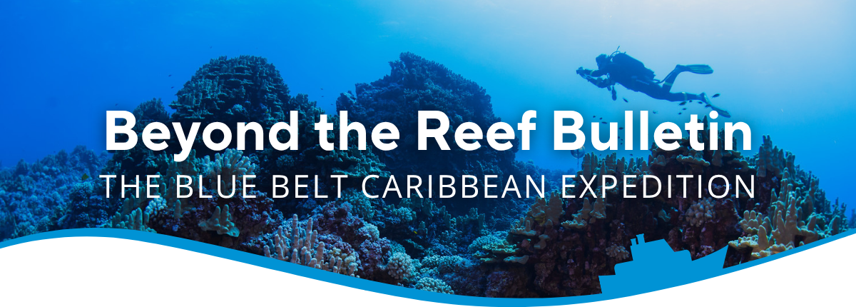 The text 'Beyond the Reef Bulletin, The Blue Belt Caribbean Expedition' with a background of a coral reef