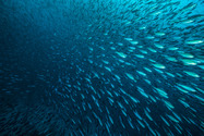 A school of silver fish swimming against a dark sea. 