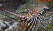 Caribbean spiny lobster on a coral reef