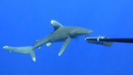 Oceanic white tip shark investigates a Baited Remote Underwater Video System with a backdrop of a blue sea. 