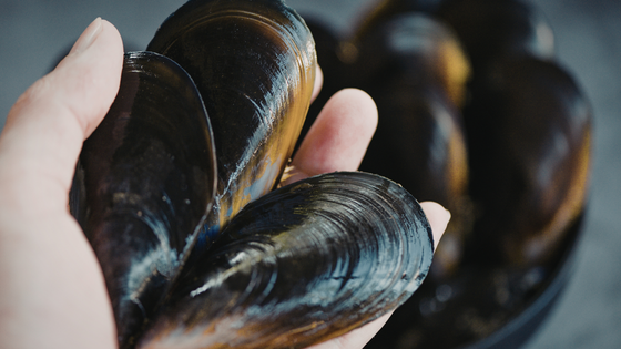 mussels