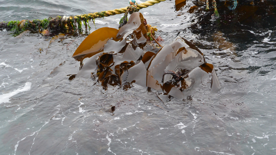 Seaweed