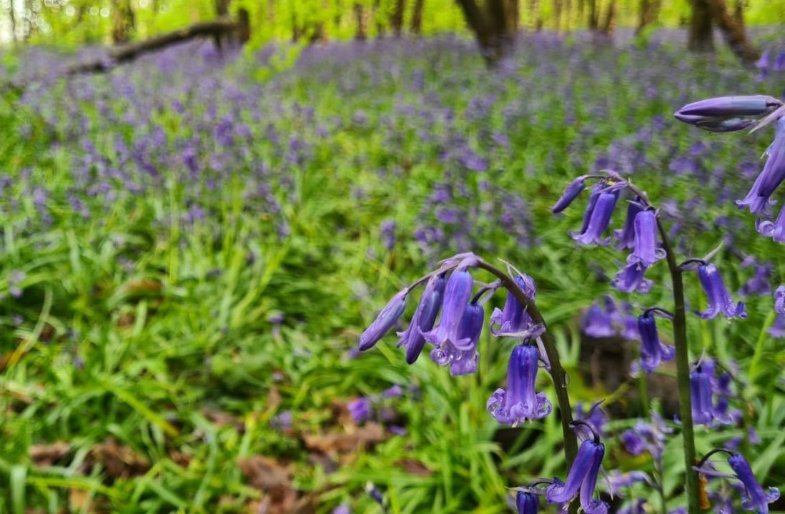 Outwoods bluebells