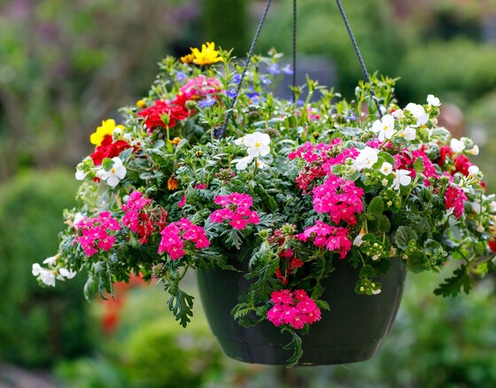 Hanging basket competition