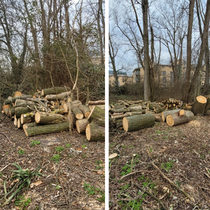 Image of log piles created