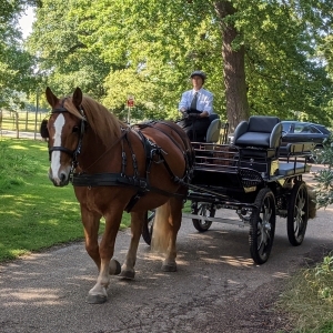 Hawthorn Heavy Horse- carriage and driver