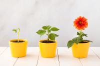 3 yellow flower pots with plants in at different stages of growth