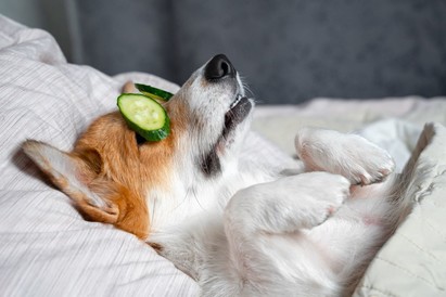 dog relaxing with cucumbers on eyes