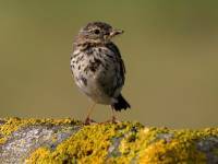 Understanding Spring Birds with Nature Stuff - Tuesdays