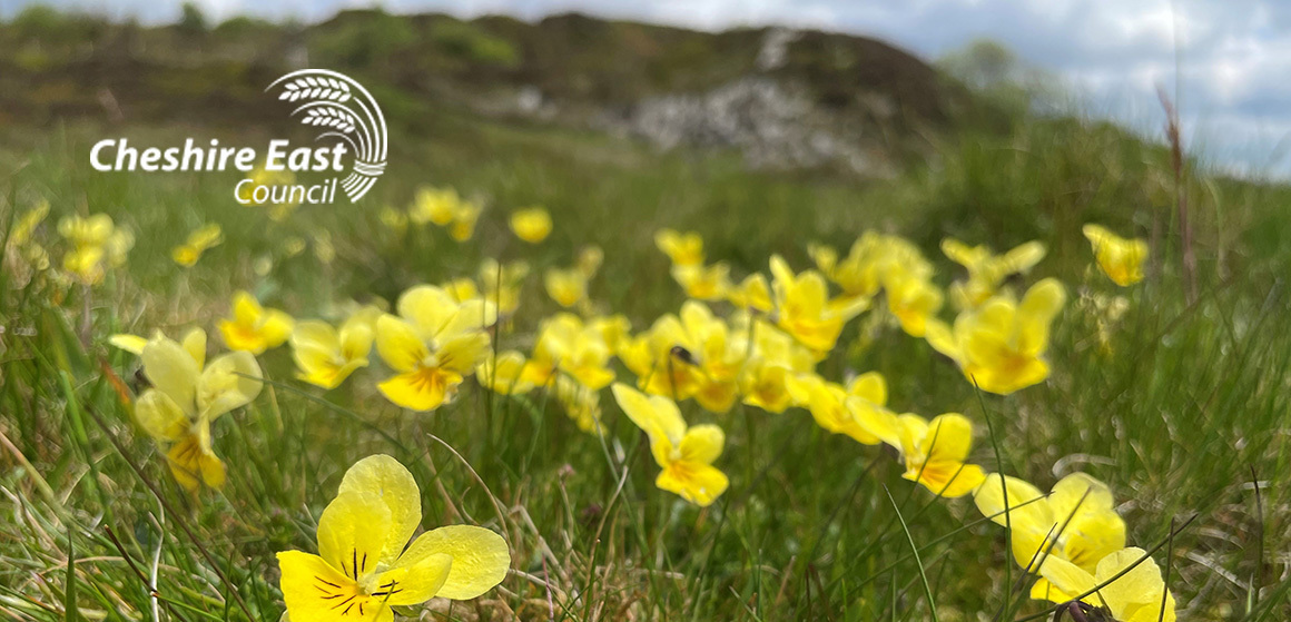 Rangers May Newsletter - Mountain Pansies at Tegg's Nose Country Park