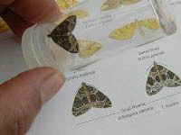 Bug Hunting for Grown Ups