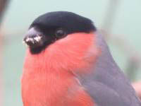 Birds, Butterflies and Wildflowers of Higher Poynton