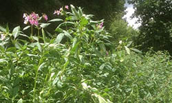 Foraging Workshop and Balsam Bash at Macclesfield Riverside Park