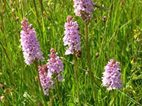 National Meadows Day