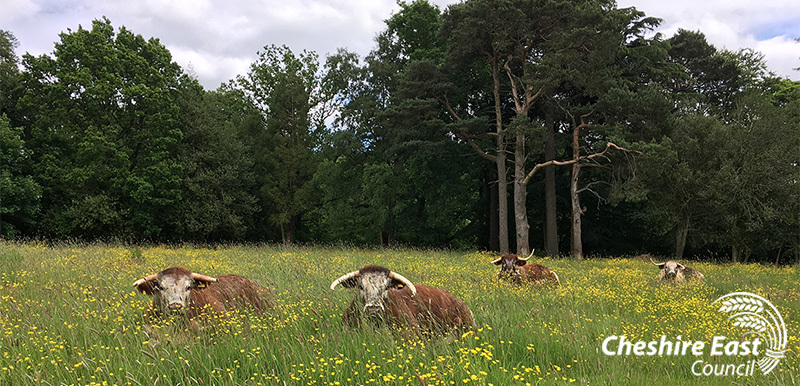 Rangers July Newsletter - Longhorn Cattle