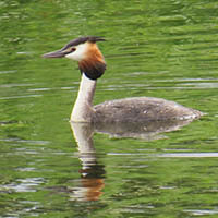 Understanding More About Autumn Birds with Nature Stuff - Tuesdays