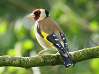 Birdlife of Astbury Mere