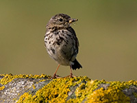 Understanding Spring Birds with Nature Stuff - Wednesdays
