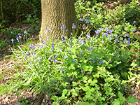 Lilac flowers on a woodland floor