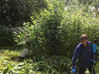 Volunteers clearing area of Himalayan balsam