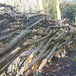 Hedgelaying for Beginners Again