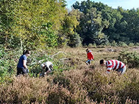 Volunteers clearing birch saplings from heathland