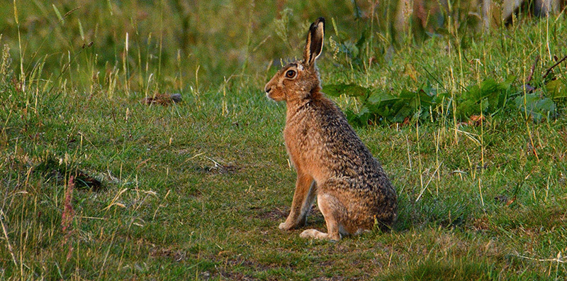 Hare sat in a green field