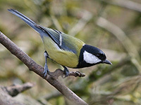 Great Tit on a branch