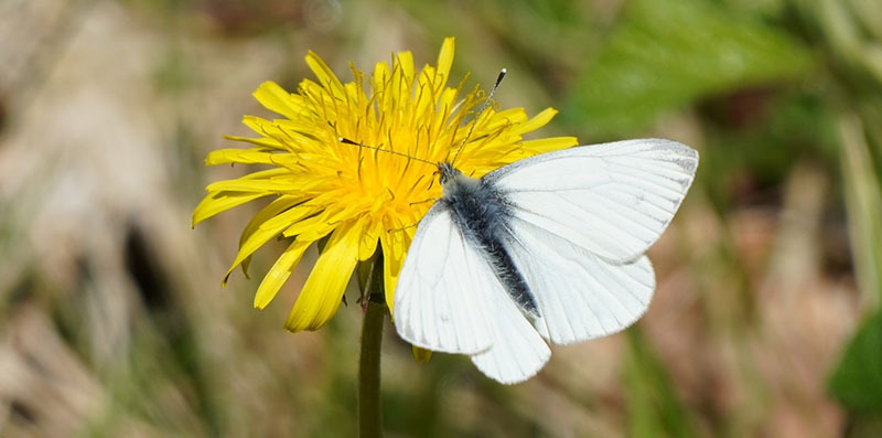 Green veined white butterfly
