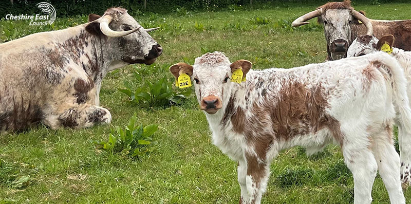 Calf with cows in a field