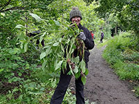 Volunteer holding a large bundle of pulled balsam stalks
